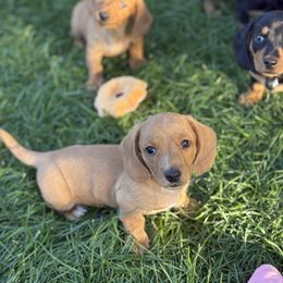 Dachshund Puppies from Carranza Puppy Farm