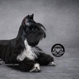 Layla - Miniature Schnauzer