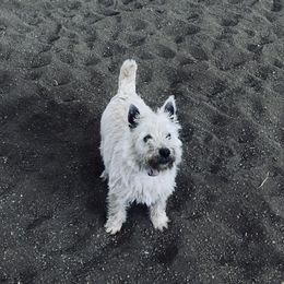 Sunny - West Highland White Terrier