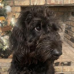 Millie - Labradoodle