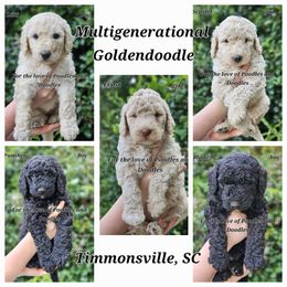 Goldendoodle, Old English Sheepdog, Poodle, Schnoodle, and Sheepadoodle Puppies from For the LOVE of Poodles and Doodles