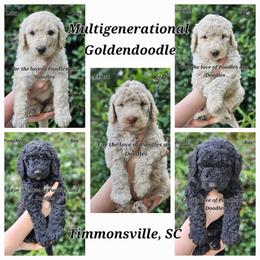 Goldendoodle, Old English Sheepdog, Poodle, Schnoodle, and Sheepadoodle Puppies from For the LOVE of Poodles and Doodles