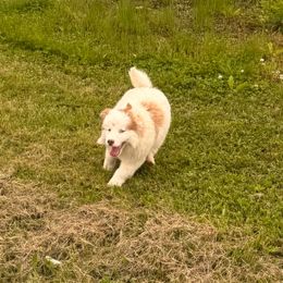 Benton - Red and white male Pomsky puppy in Bucyrus, Missouri from Hill Top Pomskies