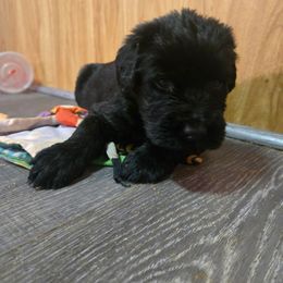 Orange Boy - Black male Giant Schnauzer puppy in Moberly, Missouri from Tseekhah (Complete Darkness) Kennel