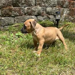 Teddy - Fawn male American Pit Bull Terrier puppy in Stanwood, Washington from Barajas Family Ranch
