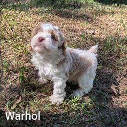 Warhol - Red and white male Cockapoo puppy in Sunset, Louisiana from Cano Cockapoos