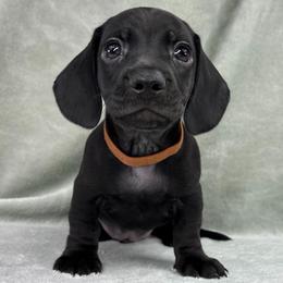 Male 1 - Black male Dachshund puppy in Birmingham, Alabama from LongBottomDachshunds