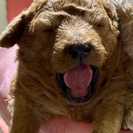 Cavachon and Cavapoochon Puppies from Forever Puppies 4U
