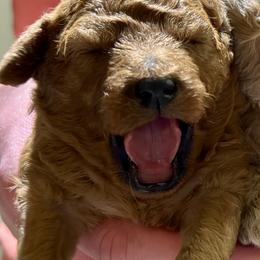 Cavachon and Cavapoochon Puppies from Forever Puppies 4U