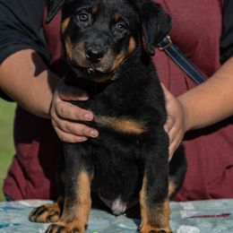Plague - Black and rust male Beauceron puppy in Medina, Ohio from Beaucerons Des Vents