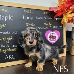 Jasmin - Dapple female Dachshund puppy in Hoquiam, Washington from Heyd's Mini Dachshunds