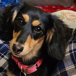 Maggie Mae - Dachshund
