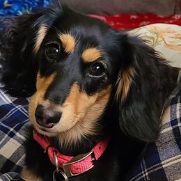 Maggie Mae - Dachshund