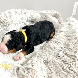 Yellow girl- Abigail - Tri-color female Bernedoodle puppy in Temperance, Michigan from Michigans Bernedoodle’s