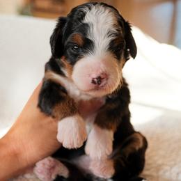 Girl 3 - female Bernedoodle puppy in Gilbert, Arizona from 5280 Bernedoodles