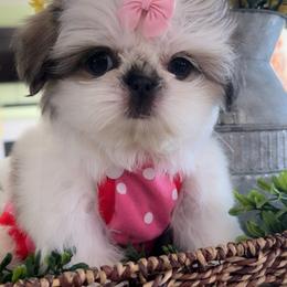 Shih Tzu Puppies from 🩷ViviDreamyShihtzus🩷
