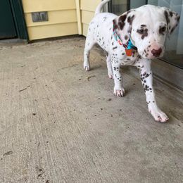 Dalmatian Puppies from Louisiana Roux Dalmatians
