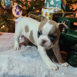 Black collar - Red male Boston Terrier puppy in Shreveport, Louisiana from Cristi's Port Bostons