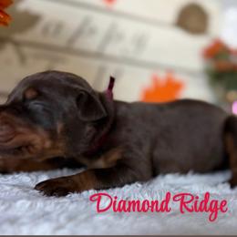 Burgundy collar - Red and rust female Doberman Pinscher puppy in Winamac, Indiana from DIAMOND RIDGE DOBERMANS