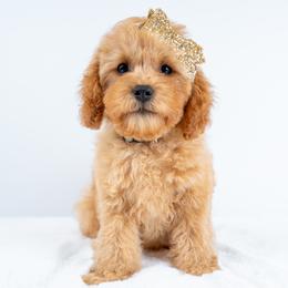 Josie - Red female Cavapoo puppy in Erda, Utah from Country Lane Doodles