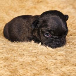 Pepper - Black female French Bulldog puppy in Maplewood, New Jersey from Poos&Bulls Keepsake