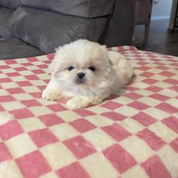 Charlie - Cream male Pekingese puppy in Kingman, Arizona from Faith H