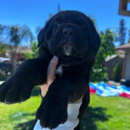 Bonnie - Black female Cane Corso puppy in Fairfield, California from Royal Class Kennels