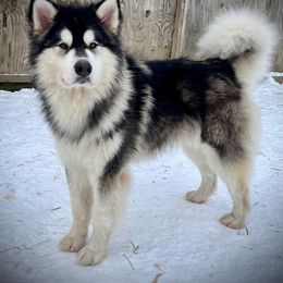 Lucifer - Alaskan Malamute