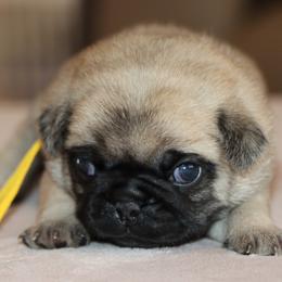 BeBe - Fawn female Pug puppy in Winnsboro, Texas from Southern pugs