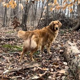 Golden Retriever Puppies from Crowders Creek Goldens