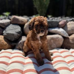 Light pink - Sable female Poodle puppy in Wisconsin Rapids, Wisconsin from Clementi Pearl Golden and Poodle