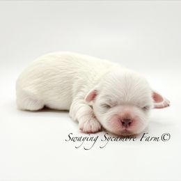 White and Gold Female - Gold and white female Shih Tzu puppy in Crawfordsville, Indiana from Swaying Sycamore Farm
