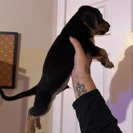 Chihuahua and Dachshund Puppies from Wienie_gang