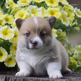 Gina - Red female Pembroke Welsh Corgi puppy in Morgantown, Pennsylvania from GoldStar Corgis (License Number 18519)