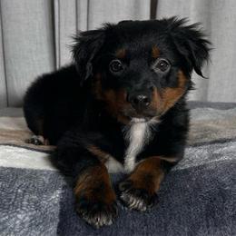 Cindy Brady - Black tri female Toy Australian Shepherd puppy in Sulphur, Louisiana from Triple J Aussies and Corgis