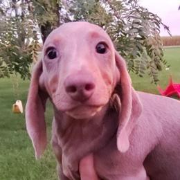 Stone - Fawn (isabella) and tan male Dachshund puppy in Hudson, Michigan from Mittentail Kennel Miniature Dachshunds & Australian Shepherds