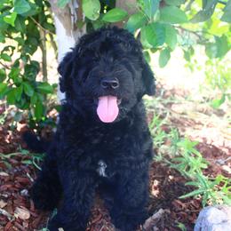 Finn - Black male Labradoodle puppy in Apache Junction, Arizona from Loving Doodle