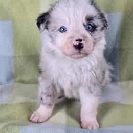 Riddikulus - Blue merle male Border Collie puppy in Chicora, Pennsylvania from Riverwood