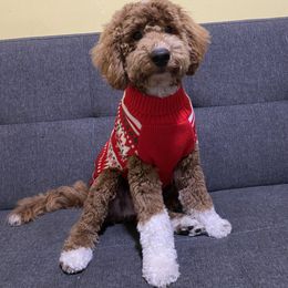 Goldendoodle All Grown Up from NY Dandy Doodles
