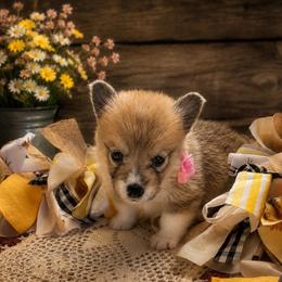Sissy - Sable and white female American Corgi puppy in Missouri from Country Legends Aussies & Corgis