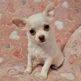 AKC Swayze - Fawn and white male Chihuahua puppy in Newport, Maine from Pinewood Acres Chihuahuas