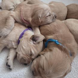 Golden Retriever Puppies from Goldens of Northern Virginia