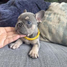 Girl 3 - Blue female French Bulldog puppy in Bolingbrook, Illinois from Yara the Frenchie