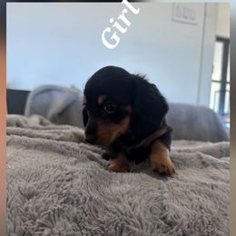 Cupcake - Black and tan female Dachshund puppy in Queen Creek, Arizona from Wigglebutts Miniature Dachshund Az