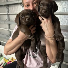 Female 1 - Chocolate female Labrador Retriever puppy in Indiantown, Florida from Spirit Oaks Labrador Retrievers