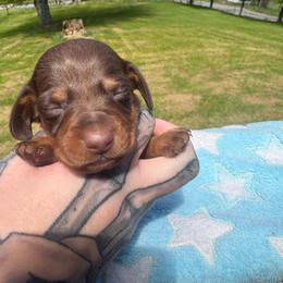 Cardi - Chocolate and tan female Dachshund puppy in Richwood, West Virginia from Wild and Wonderful Wieners