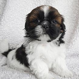 TILLY MAE - Tricolor female Shih Tzu puppy in Las Vegas, Nevada from Beirin Breige Shih Tzus