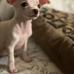 Chihuahua Puppies from Pittsburgh Paw Prints