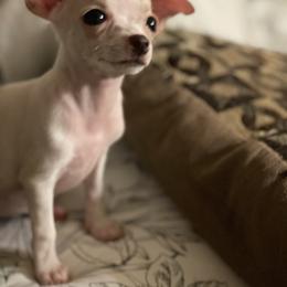 Chihuahua Puppies from Pittsburgh Paw Prints