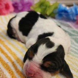 Diver - Black brown and white male Basset Hound puppy in Floyd, Arkansas from Twin Creek Acres